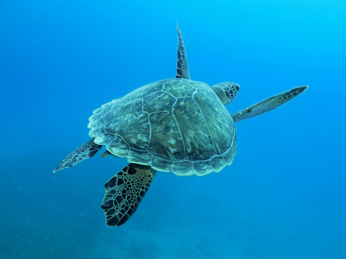 Cozumel Mexico tropical fish Tour Tickets