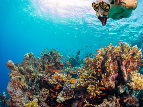Cozumel Mexico two snorkel stops Cruise Excursion Cost