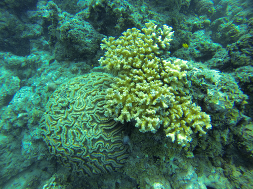 Cozumel Mexico Two Snorkel Stops Cruise Excursion Prices