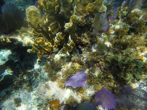Cozumel  Mexico private charter Shore Excursion Prices