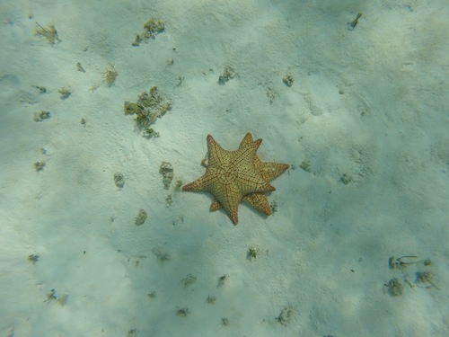 Cozumel Snorkel Jeep Tour Reservations