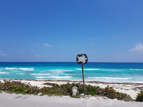 Cozumel Swimming jeep Excursion Reservations