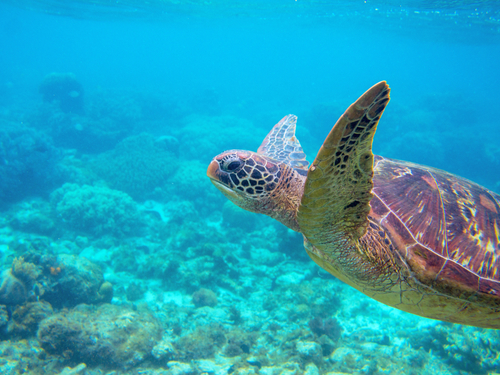 Cozumel Swimming Shore Excursion Reviews