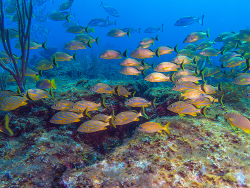 Cozumel Tropical Fish and Colorful Coral Shore Excursion Reviews