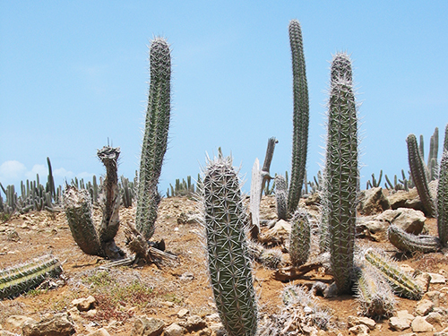 Curacao Willemstad Flora and Fauna Cruise Excursion Tickets