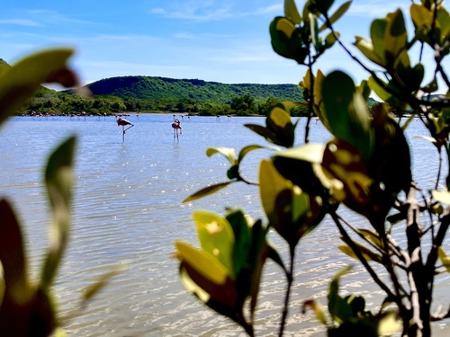 Curacao Nature and Wild Side Excursion