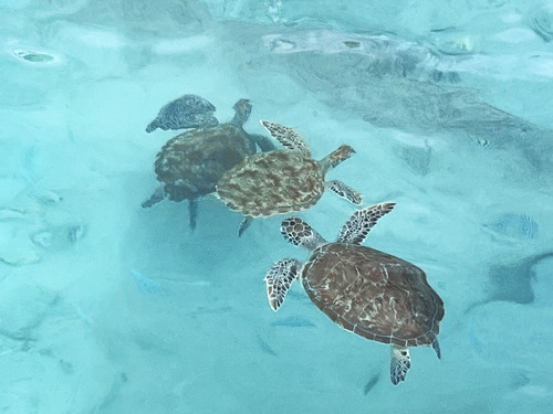 Curacao Nature and Wild Side Excursion