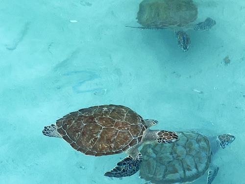 Curacao Nature and Wild Side Excursion