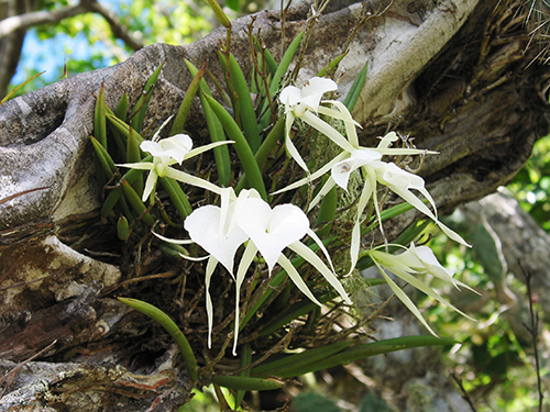 Curacao Willemstad Jeep Safari Sightseeing Tour Prices
