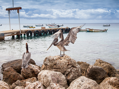 Curacao Nature Excursion Cost