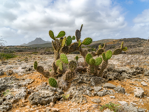 Curacao Willemstad Christoffel Park Sightseeing Trip Prices