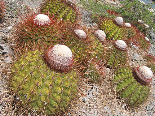 Curacao Willemstad Jeep Safari Sightseeing Trip Cost