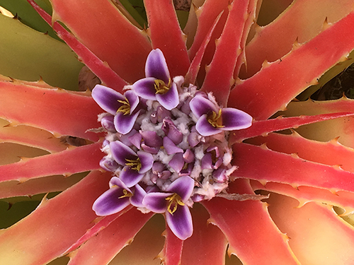 Curacao Willemstad Adventure Sightseeing Tour Tickets