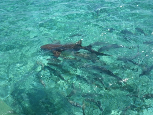 Belize  Belize City Caye Caulker beach break Shore Excursion