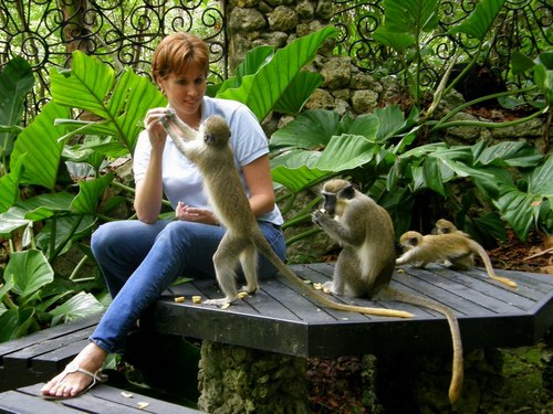 Barbados  West Indies (Bridgetown) Cattlewash and Bathsheba Barbados Wildlife Reserve Harrison Cave Cost