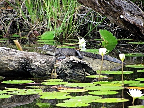 Belize City wildlife Tickets