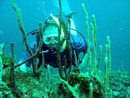 Cartagena  Colombia learn basic scuba diving skills Tour