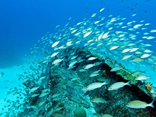 St Maarten Philipsburg PADI diving Tour Booking