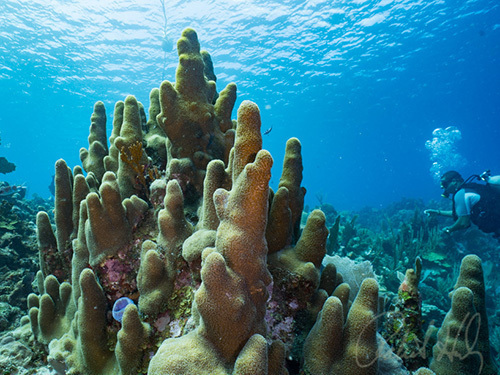 Roatan Honduras prince albert Diving Shore Excursion Reviews