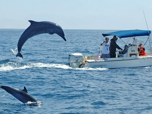Mazatlan dolphin snorkel Excursion Reviews