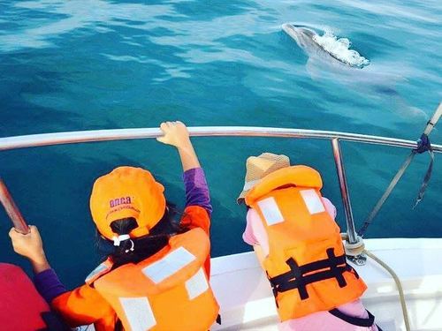 Mazatlan dolphin snorkel Trip Reviews