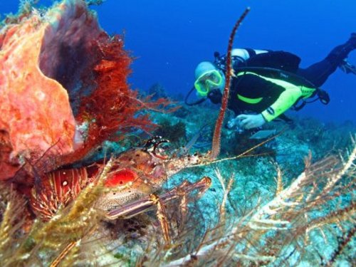Cartagena english speaking dive master Reservations