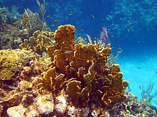 Roatan west bay Excursion Cost