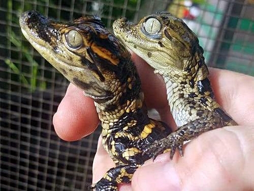 Fort Lauderdale  Florida aligators Tour Booking