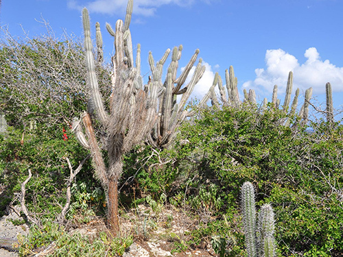 Curacao Desert Tour Reviews