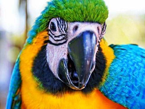 Fort Lauderdale  Florida birds Tour Tickets