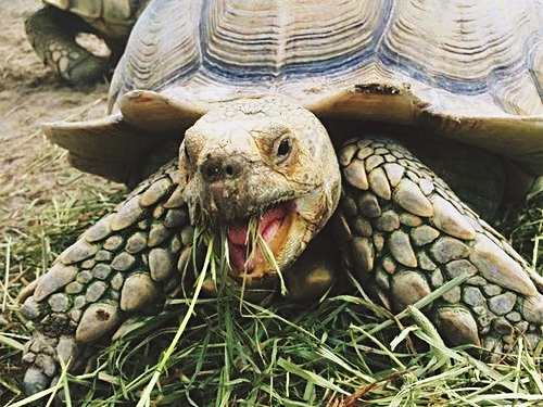 Fort Lauderdale  Florida birds Tour Booking