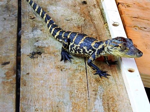 Fort Lauderdale aligators Excursion Booking