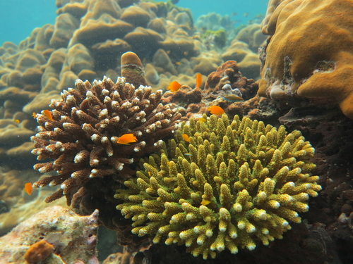 Belize shark alley snorkel Tour Prices