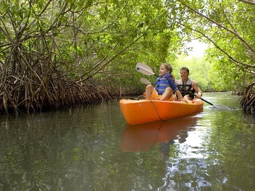 Falmouth Martha Brae mangrove kayak Tour Cost