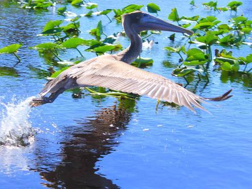 Fort Lauderdale  Florida wildlife Shore Excursion Prices