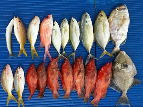 St. Lucia reef fishing Tour Reservations