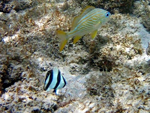 Curacao kenepa beach Cruise Excursion Reviews