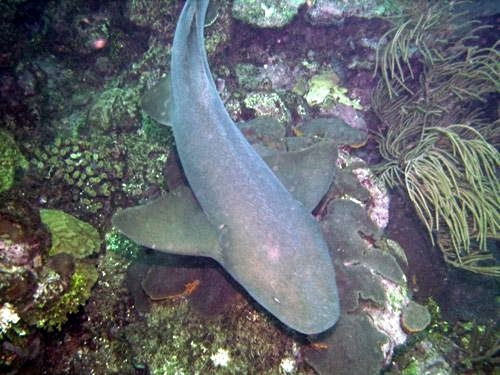 Cartagena  Colombia english speaking dive master Cost
