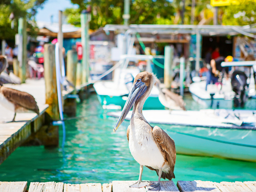 Fort Lauderdale  Florida key west parasailing Cruise Excursion Booking