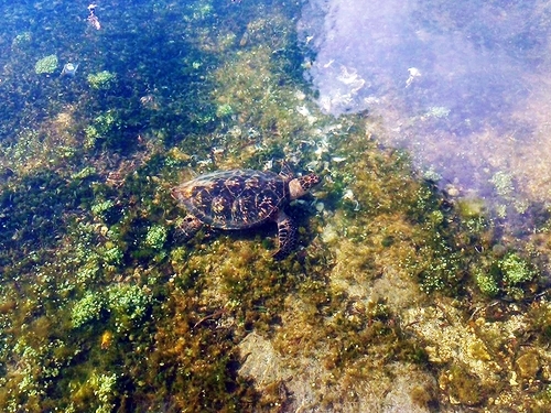 Freeport Bahamas Turtle Park Trip Reservations