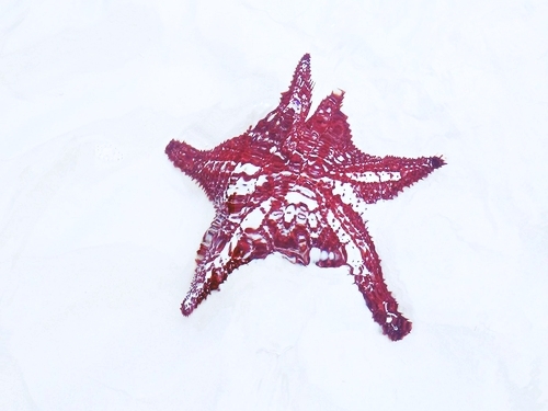 Freeport Blue Hole Snorkeling Cruise Excursion Reservations