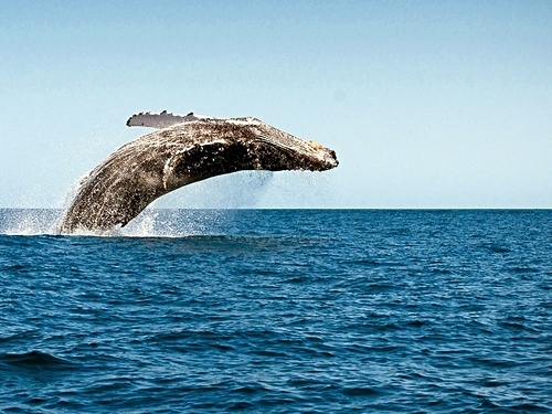 Turks and Caicos whale watching Trip Booking