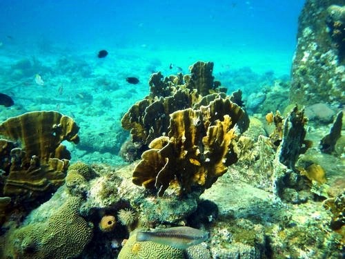 Curacao coral reef Excursion Booking