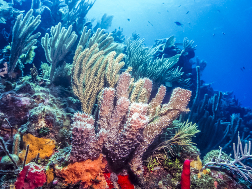 Bonaire sailing Excursion Cost