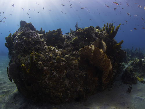 Bonaire snorkeling Tour Prices