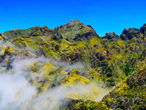 Funchal Ginjas Safari Cruise Excursion Prices