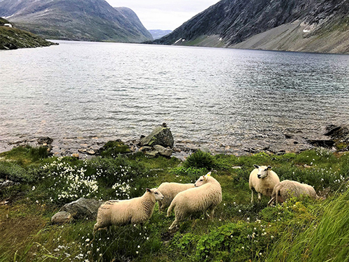 Geiranger Restaurant  Cruise Excursion Cost