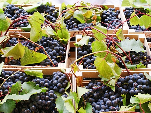 Ensenada Mexico wine tasting Cost