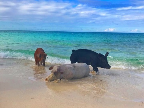 Nassau Bahamas Beach Day Pass Tour Reservations