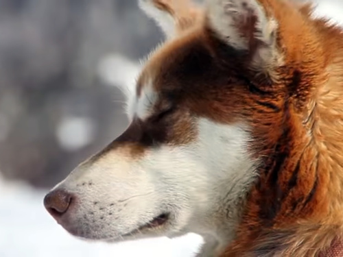 Juneau Alaska dog sled Shore Excursion Prices